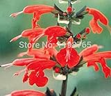 2016新レアSAGE SCARLETサルビアCoccinea - 100花の種49％