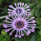 Blue Daisy hardy plants flower seeds exotic ornamental flowers - 20 pcs/lot