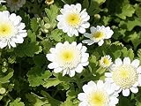 ハーブの苗 ワイルドフィーバーフュー 【3号ポット苗】宿根草 苗 多年草 耐寒性 グランドカバー