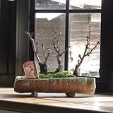 桜盆栽の寄せ植え桜　桜並木　ミニ桜で自宅で　お花見気分を満喫　お祝いにはサクラ盆栽