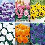 タキイ種苗(Takii Shubyo) 花タネセット FTT394SET