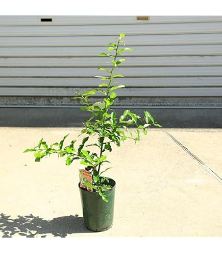 Amazon.co.jp: コブミカンの接ぎ木苗1年 : DIY・工具・ガーデン