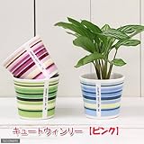 キュートウィンリーの鉢 ピンク(φ7.5×H6.7cm)(ハイドロ苗6φに対応)