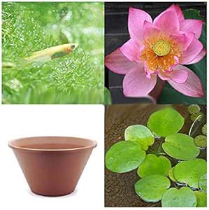 Amazon Co Jp ビオトープ めだか はじめてのハス栽培セット 赤蓮 陶鉢４４０ ヒメダカ 浮き草 他 説明書付 本州四国限定 休眠株 ホーム キッチン