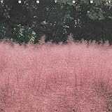 ALL HAZE - TESTSET (特典なし)