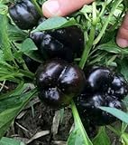 Pepper seeds 200 seeds organic vegetable