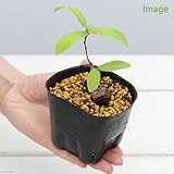 (盆栽)クヌギの苗 3号(1ポット) 本州・四国限定[生体]