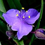 【宿根草】トラデスカンティア「グッド・ラック」