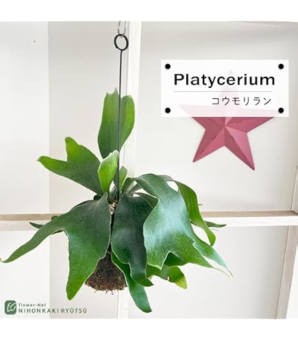 Amazon｜コウモリラン グランデ 4号 ビカクシダ｜観葉植物 オンライン通販