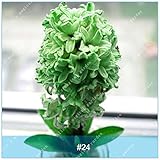 1個希少オランダヒアシンス球根色植物球根ヒアシンス種子盆栽花花輪Rhizome for Home Garden 24