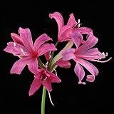 【2018年秋開花見込み株】【ダイヤモンドリリー】ネリネ「ミティーク」