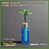 【ミニチュア観葉植物】「ピコツリー　ナギの木」コスメ感覚ミニボトル「コスメリーフ　３月誕生石色　アクアマリン」付き　【土なし　清潔　水やり簡単　セラハイト】　　「NHK大河ドラマ　女城主　直虎」で「愛
