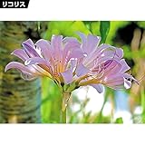 国華園　夏植え球根 リコリス スクアミゲラ (ナツズイセン) 5球【※発送が国華園からの場合のみ正規品です】