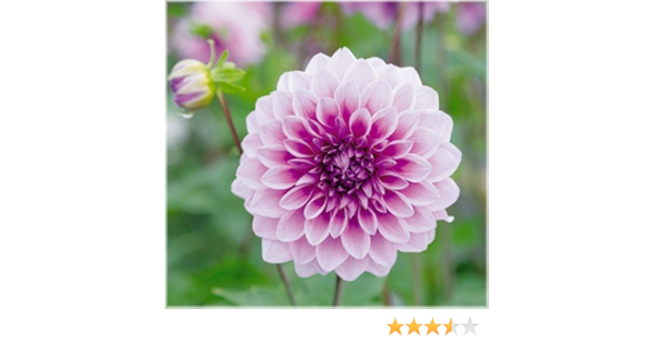 Amazon 皇帝ダリア ガッツァリア 八重咲きピンク １株 待望の新色登場 花