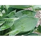 ギボウシ(擬宝珠)ホスタ・ハルシオン(大株) 外斑入り 植木 多年草