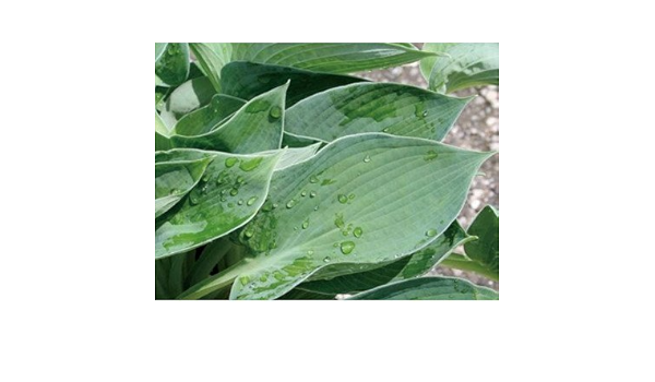 保存版 ギボウシ 擬宝珠 ホスタ ハルシオン 大株 外斑入り 植木 庭木 多年草 ギボウシ 擬宝珠 のさわやかな葉がガーデニングを演出する 送料無料 早い者勝ち R4urealtygroup Com