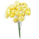 東京堂 ドライフラワー ヘリクリサムワイヤー付 (25本入り) ホワイト FD000015-001