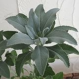 セージ：ホワイトセージ5号ポット ノーブランド品