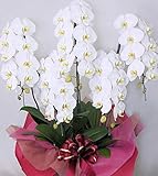 【超特 大輪胡蝶蘭五本立ち】花びら約14〜16センチでなんと50輪以上！に輪数アップ！なのにこの価格 絶対肉厚隠れた超特一流生産地より【※ご注意！当社以外の出品に気を付けて下さい！】本胡蝶蘭は『東京ミ