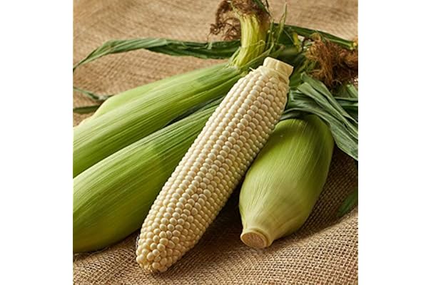 北海道産 とうもろこし 焼きトウモロコシ もろこし 約2kg 北海道 御中元 コーンポタージュ 焼きとうもろこし 10本 とうきび トウモロコシ