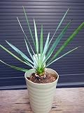 ユッカ・ロストラータ 30cm 観葉植物 リゾート庭木