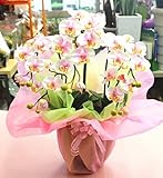 光触媒 胡蝶蘭鉢植え 【造花】 淡いピンク ミディ3本立て 【ＣＴ触媒加工】 枯れない胡蝶蘭