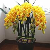 シンピジューム 黄色 3本立ち つぼみ付き鉢植え（Sサイズ） 造花 光触媒加工 本物そっくりな蘭の花