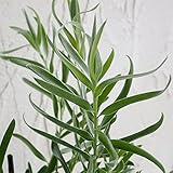 リュウカデンドロン：エメラルドシルバー4号ポット ノーブランド品