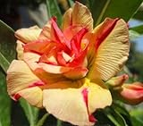 アデニウム アラビカム オベスム 砂漠のバラ塊根植物 Adenium obesum Desert Roses no.27DEVINE-CREATION
