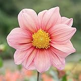 皇帝ダリア：ガッツァリア　アプリコット4号ポット ノーブランド品