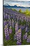 マイケル・DeYoungプレミアムシックラップキャンバス壁アート印刷題名TurnagainアームとChugach山with lupine meadow、アラスカ 20" x 30" 2173373_2