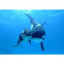 51hld3uzDXL._AC_UL210_SR210,