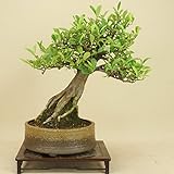 いよじ園 キンズ / 金豆 （中品盆栽） 【雑木盆栽】