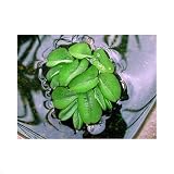 (ビオトープ/水辺植物)オオサンショウモ(無農薬)(3株) 本州・四国限定[生体]