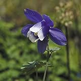 【山野草】深山オダマキ