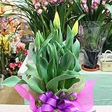 春の鉢植え チューリップ 黄色 5号籐かご付き 春を感じる可愛い花ギフト