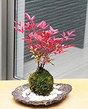 いにしえの和をお届けします【南天（なんてん）の苔玉・くらま岩器・敷石セット】 (敷石の色（白石）)