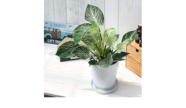 Amazon Co Jp 観葉植物 フィロデンドロン バーキン 6号鉢 受け皿付き 育て方説明書付き Philodendron Birkin ホーム キッチン
