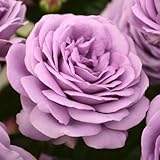 バラ苗 カインダブルー 国産大苗6号スリット鉢 ハイブリッドティー (HT) 四季咲き大輪 紫系