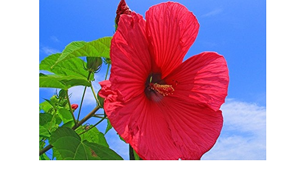 Amazon Co Jp 絵画風 壁紙ポスター はがせるシール式 赤いハイビスカスの花 青空 ブッソウゲ 仏桑華 沖縄 ハワイ 花 キャラクロ Fhbc 001a2 版 594mm 4mm 建築用壁紙 耐候性塗料 ホビー 通販