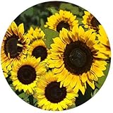 Screen Door Magnet - Keep People and Pets From Walking Into Screens - Sunflowers - STRONGEST HOLD - 