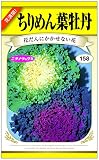 ちりめん葉牡丹