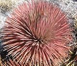 【多肉植物/種子】Agave Stricta Rubra★アガベ 種子５粒 rare succulent [並行輸入品]