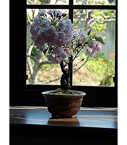 桜橘　正絹　大　御殿花　藤賢作 特集 サクラ（桜） | かぎけん花図鑑