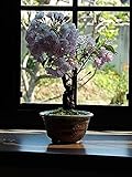 母の日鉢花限定　さくら盆栽　パッと咲く咲く　桜盆栽で　自宅でお花見を　ギフト対応可能です
