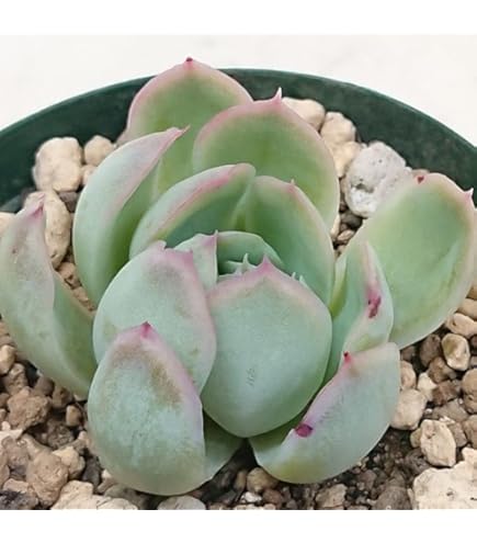 Amazon｜多肉植物 エケベリア属 紅茜 べにあかね カット極小苗 7.5cm