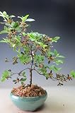 盆栽　花芽付き！深山キリシマツツジ（満月)の鉢植え【現品】　2018春開花予定