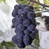 葡萄(ぶどう)苗木　キャンベルアーリー