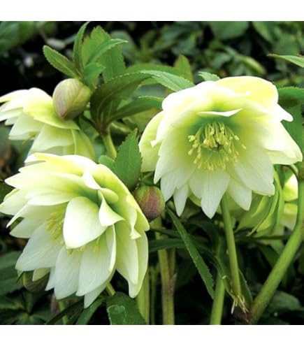 Amazon.co.jp: 【クリスマスローズ】 アンジェリエ （八重咲き） 3号