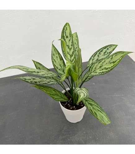 Amazon｜アグラオネマ 幸せになるタイの宝石 観葉植物｜観葉植物